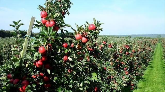 苹果矮化密植栽培技术的主要优点图1