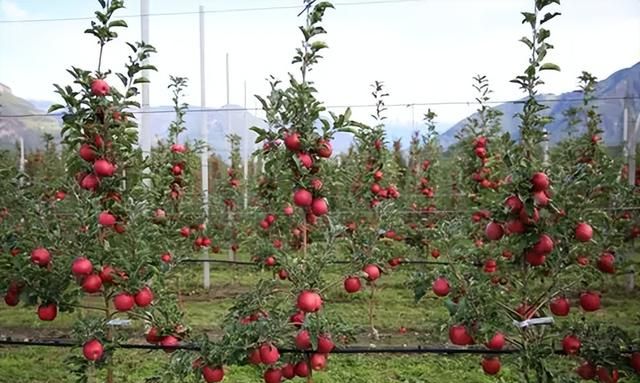 苹果矮化密植栽培技术的主要优点图2