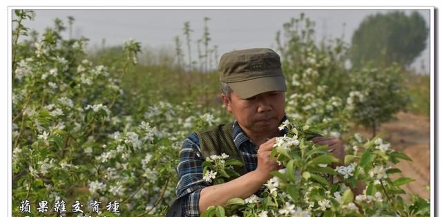 红色之爱红肉苹果品种习性介绍(黄色桃心苹果分类)图1