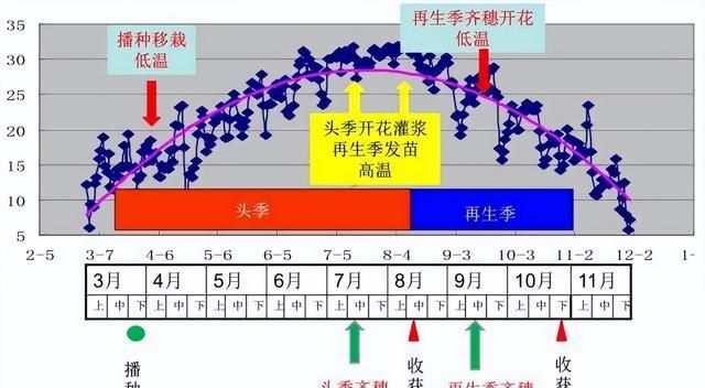 再生水稻的收割方法图5