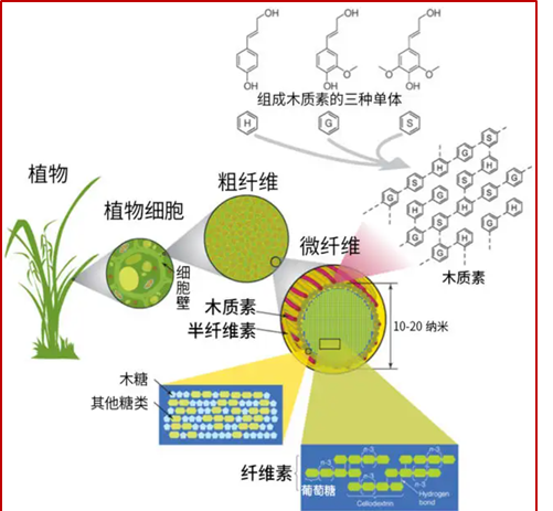 农作物秸秆饲料化的技术原理,一种秸秆资源化综合利用的新方法图5