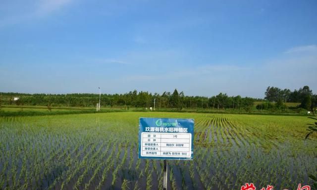 【奋进新征程 建功新时代·非凡十年】水乡风貌美 大地“四色”新——安乡县十年来农业发展特色化路子寻踪图8