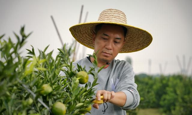 谁最早发现茶的药用价值(外层果皮入药的药材有哪些)图3