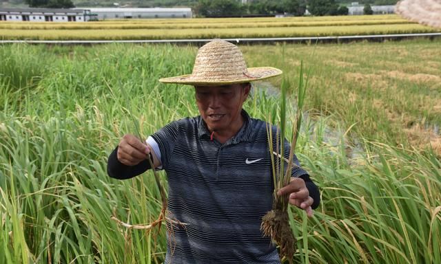 插一把秧能连续收割七八年，种一棵树能长出一锅地三鲜图8