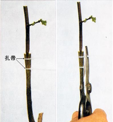 嫁接培育果树苗木的技术或方法,嫁接苗木有几种方法图6