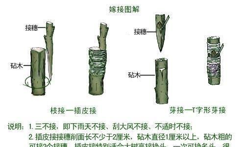 嫁接培育果树苗木的技术或方法,嫁接苗木有几种方法图12