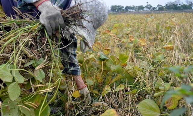 赤小豆种植技术与管理收获图1