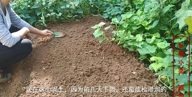 种蔬菜前土壤翻耕方法和步骤,蔬菜种植一亩施多少蚯蚓土适合图6