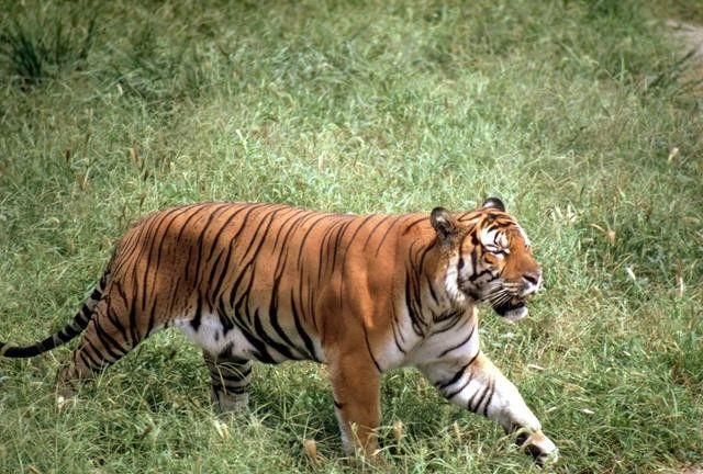 熊猫食铁兽实力多厉害,食铁兽真的是熊猫吗图14