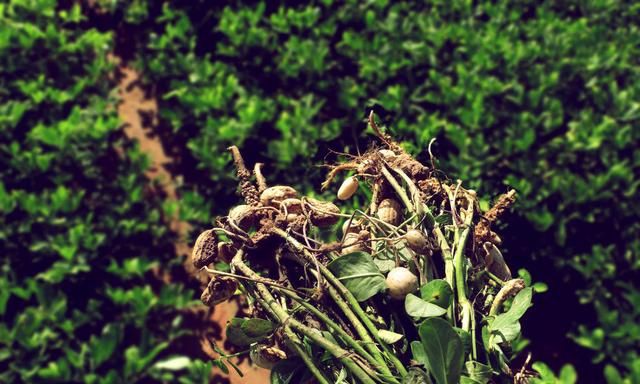 花生地膜覆盖栽培技术要点,花生种植打膜图6