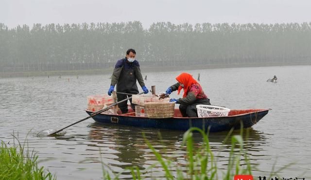 江苏东海稻虾种养实现一田多收(稻虾种养产业)图5