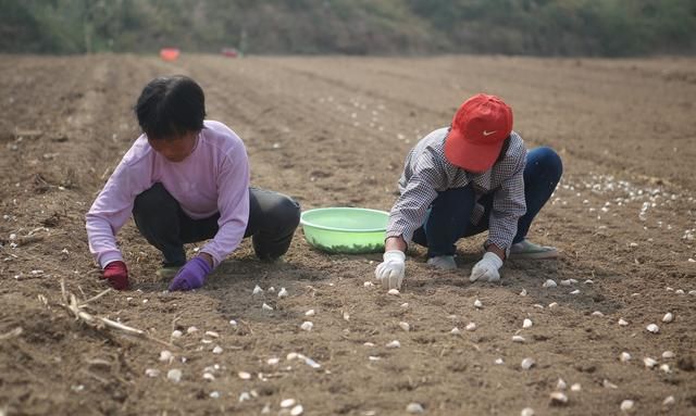 青蒜种植方法技术与管理(青蒜苗出苗后怎样管理产量高)图3