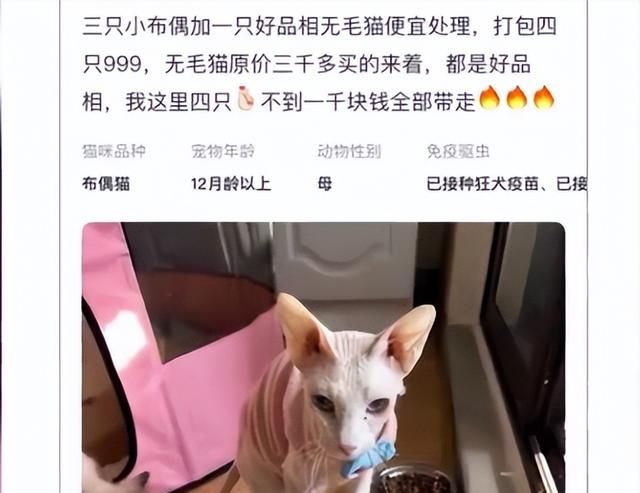 领养小猫后转手挂网上售卖(网上购买无偿领养小猫)图3