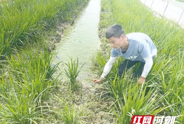 稻鳅共生模式,稻鳅共生亩产效益怎么样图1