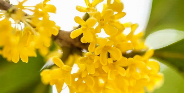 桂花冻干和烘干的区别(冻干桂花和烘干桂花哪个好)图1