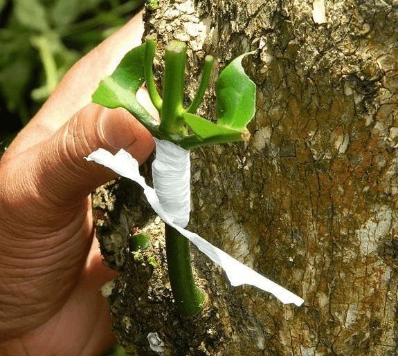 植物嫁接的几种方法,嫁接花卉的方法和注意事项图6