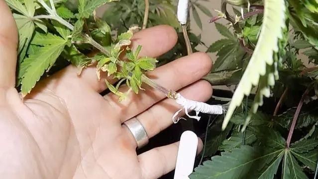 植物嫁接的几种方法,嫁接花卉的方法和注意事项图9