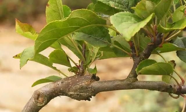 植物嫁接的几种方法,嫁接花卉的方法和注意事项图11