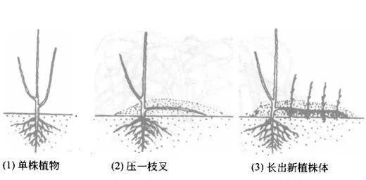 压条繁殖有哪几种方法?每一种方法适合哪些树种?图5