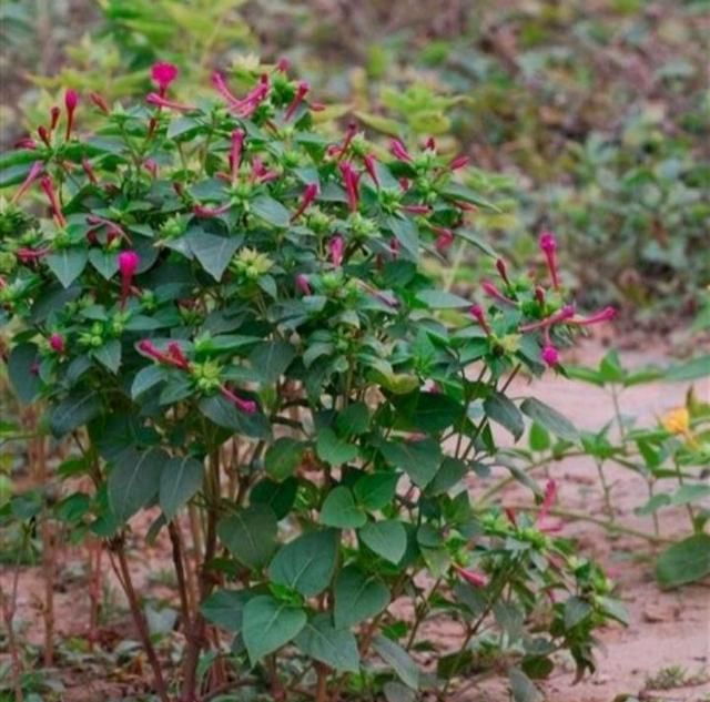 紫茉莉也叫地雷花它有哪些用途呢图2