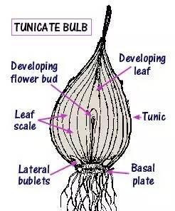 学点植物学知识分清球茎和鳞茎(教你分清球茎和鳞茎)图2