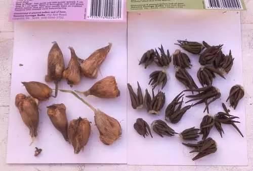 学点植物学知识分清球茎和鳞茎(教你分清球茎和鳞茎)图8