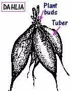 学点植物学知识分清球茎和鳞茎(教你分清球茎和鳞茎)图10