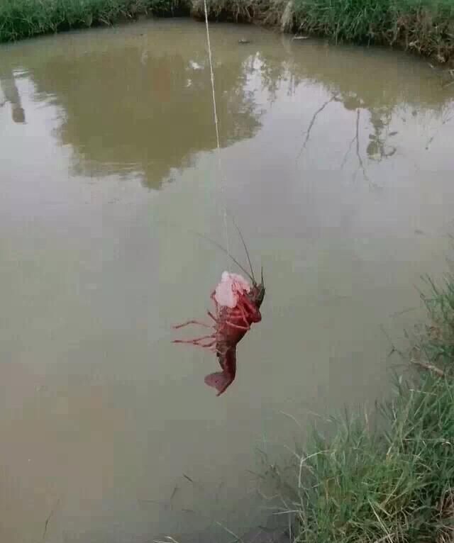 雨后最适合捉螃蟹跟小龙虾哦是什么图2