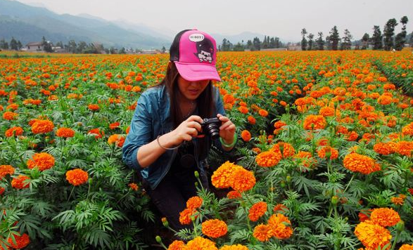 万寿菊种植收益如何,万寿菊亩收益图1