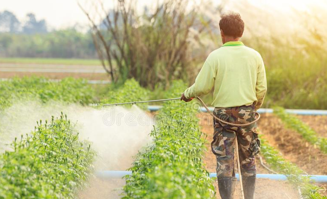 万寿菊种植收益如何,万寿菊亩收益图8