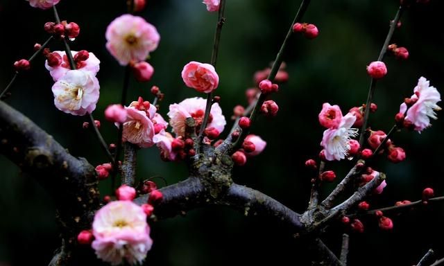 红梅花是怎样繁殖苗的图1