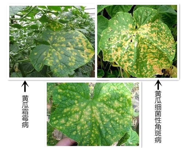 种植黄瓜缺素症(大棚黄瓜缺素怎么治)图2