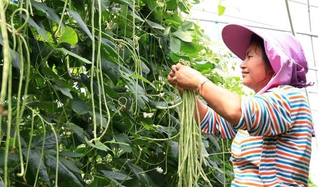 黄瓜豆角西红柿辣椒种植方法,豆角黄瓜西红柿能挨着种吗图1