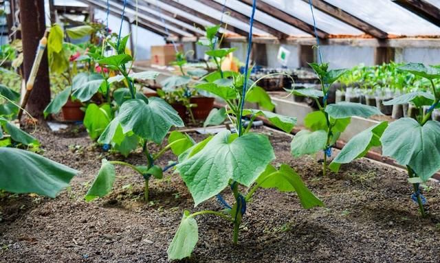 黄瓜豆角西红柿辣椒种植方法,豆角黄瓜西红柿能挨着种吗图2