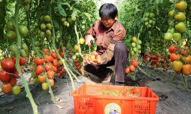 黄瓜豆角西红柿辣椒种植方法,豆角黄瓜西红柿能挨着种吗图5