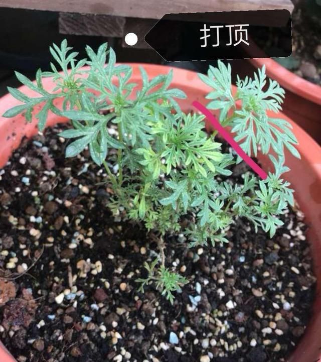 六七八月适合养什么花,喜阴适合在家里养的花有哪些图13