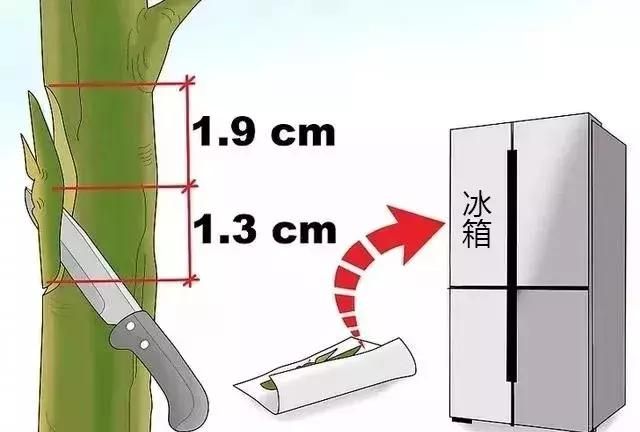 神奇的嫁接技术,学会这个绝技,百分百嫁接成功!图2