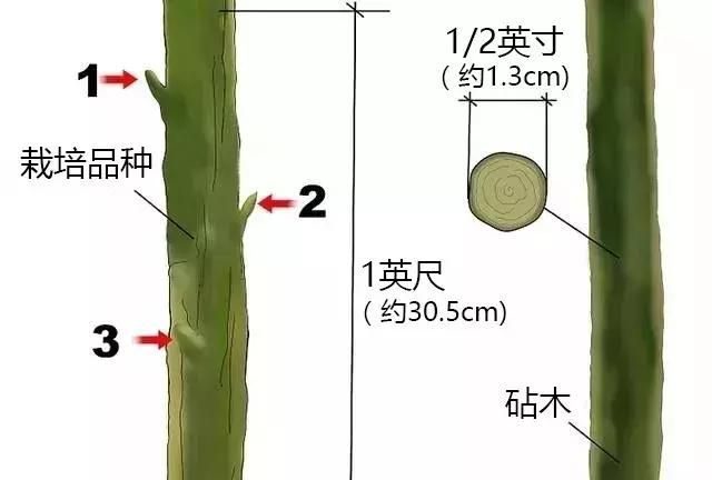 神奇的嫁接技术,学会这个绝技,百分百嫁接成功!图17