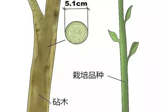 神奇的嫁接技术,学会这个绝技,百分百嫁接成功!图24