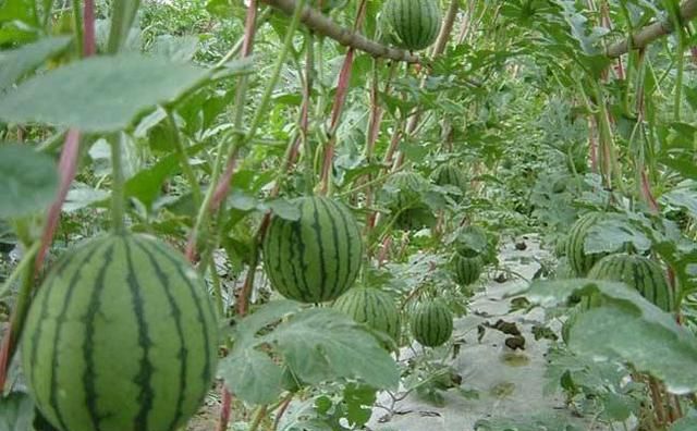 种西瓜的小技巧(花盆种西瓜能长成大西瓜吗)图2