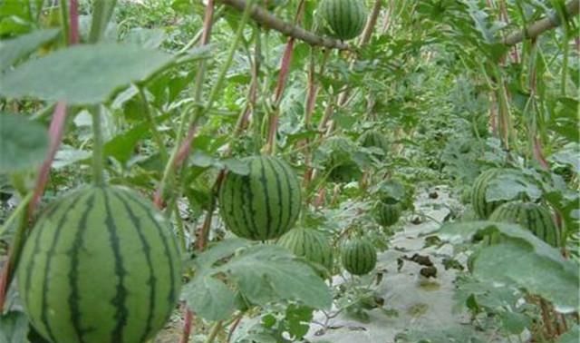 露地大型西瓜种植技术打杈原则,露地种植西瓜怎么整枝打杈图7