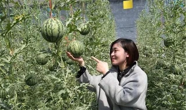 露地大型西瓜种植技术打杈原则,露地种植西瓜怎么整枝打杈图11