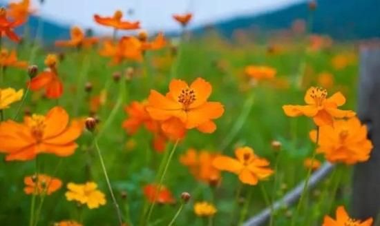 硫华菊的生长环境及特点(硫华菊与金鸡菊颜色区别)图1