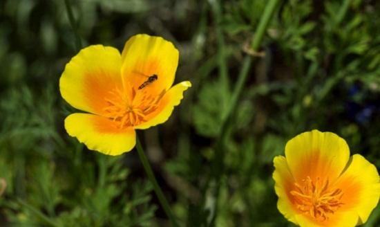 硫华菊的生长环境及特点(硫华菊与金鸡菊颜色区别)图2