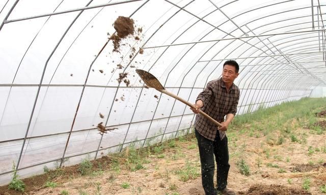 种植黄瓜追施什么肥好(种植黄瓜要施什么肥)图5