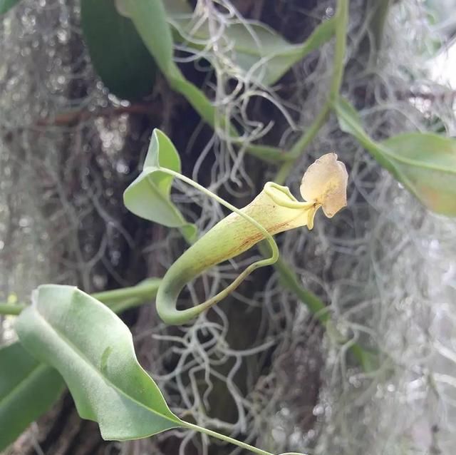 食虫草植物真的可以捕虫么,你那里可以养么图6