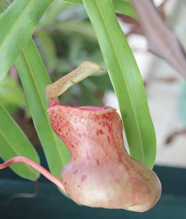 食虫草植物真的可以捕虫么,你那里可以养么图7