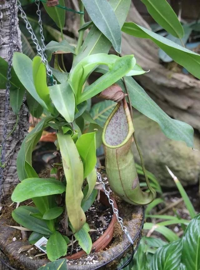 食虫草植物真的可以捕虫么,你那里可以养么图15