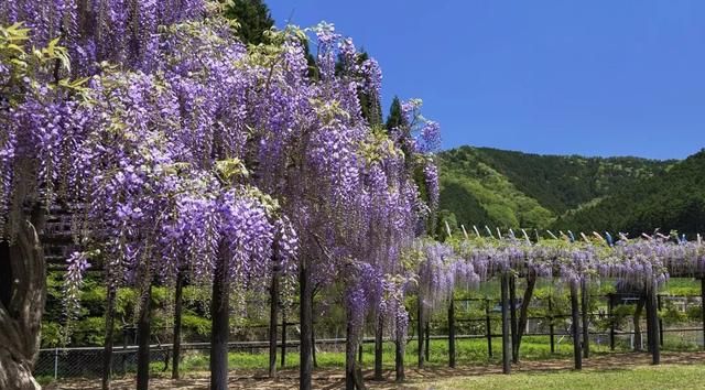 植物紫藤(紫藤植物)图4