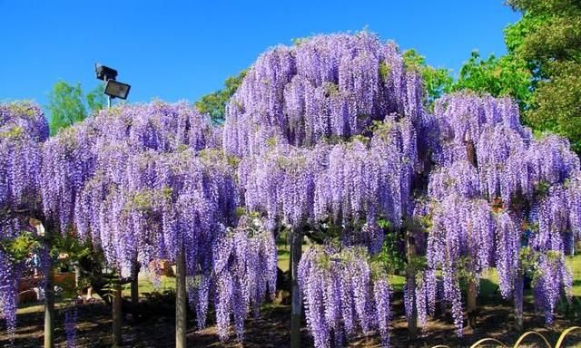 植物紫藤(紫藤植物)图5